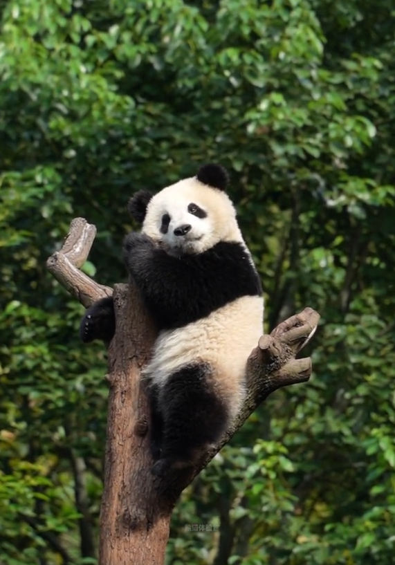 00000000CkBOGZSARVjhCFLO