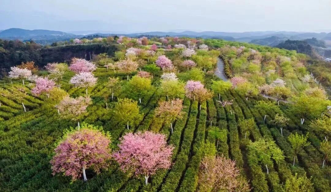 00000000IauoFpQpdQpYTqvs-1