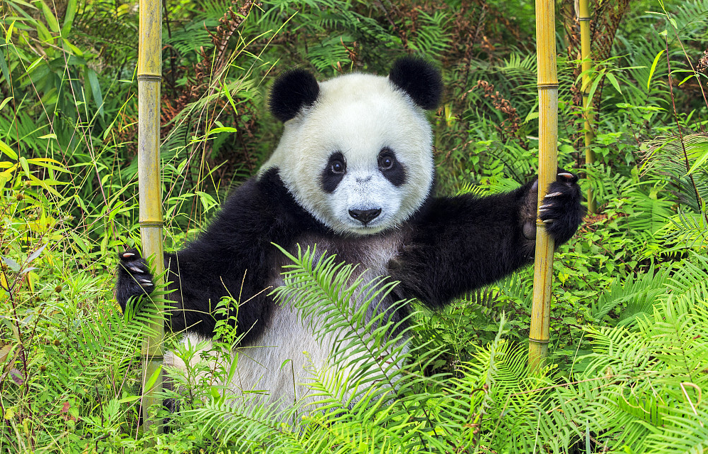 00000000VutBNZsDZflgDcld