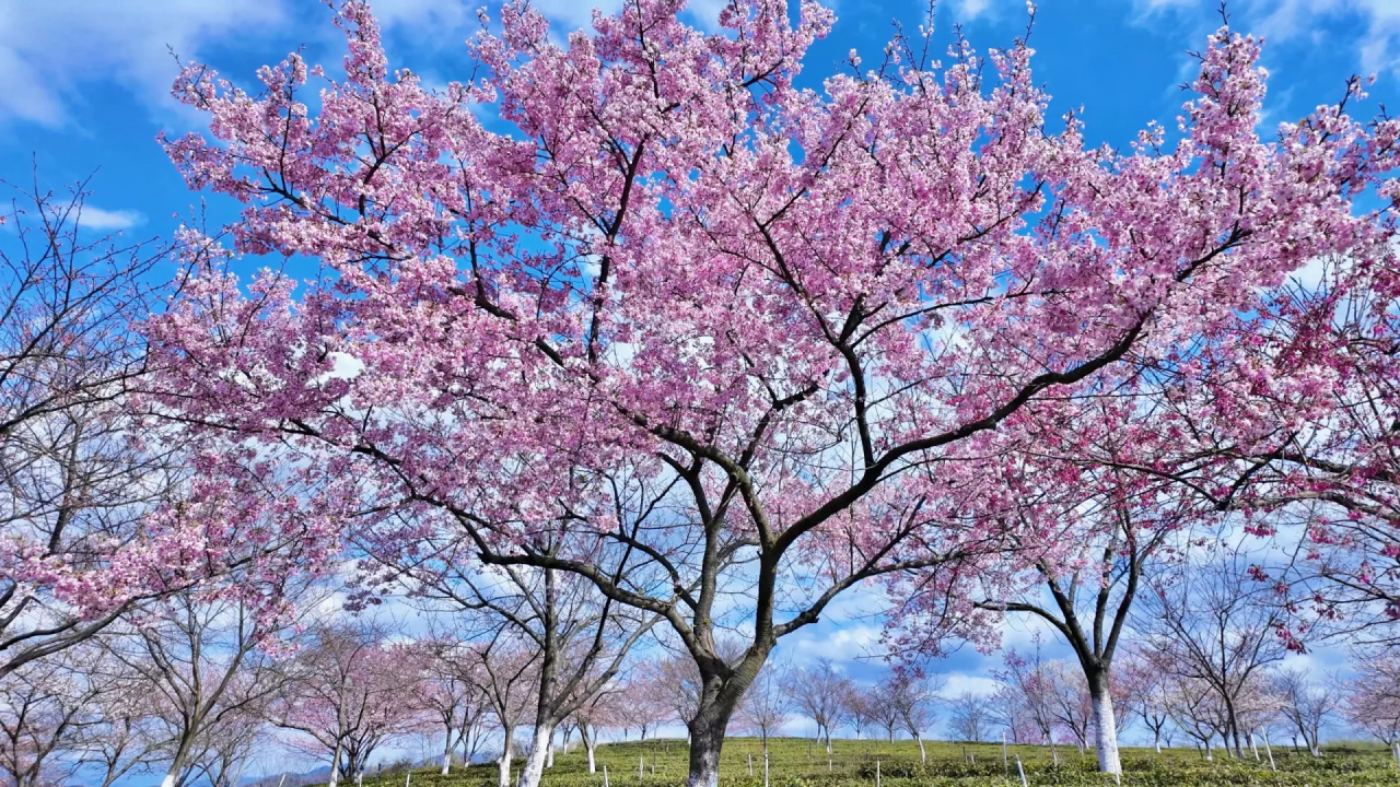 00000000XKEBfdBPDBscuQmb-1