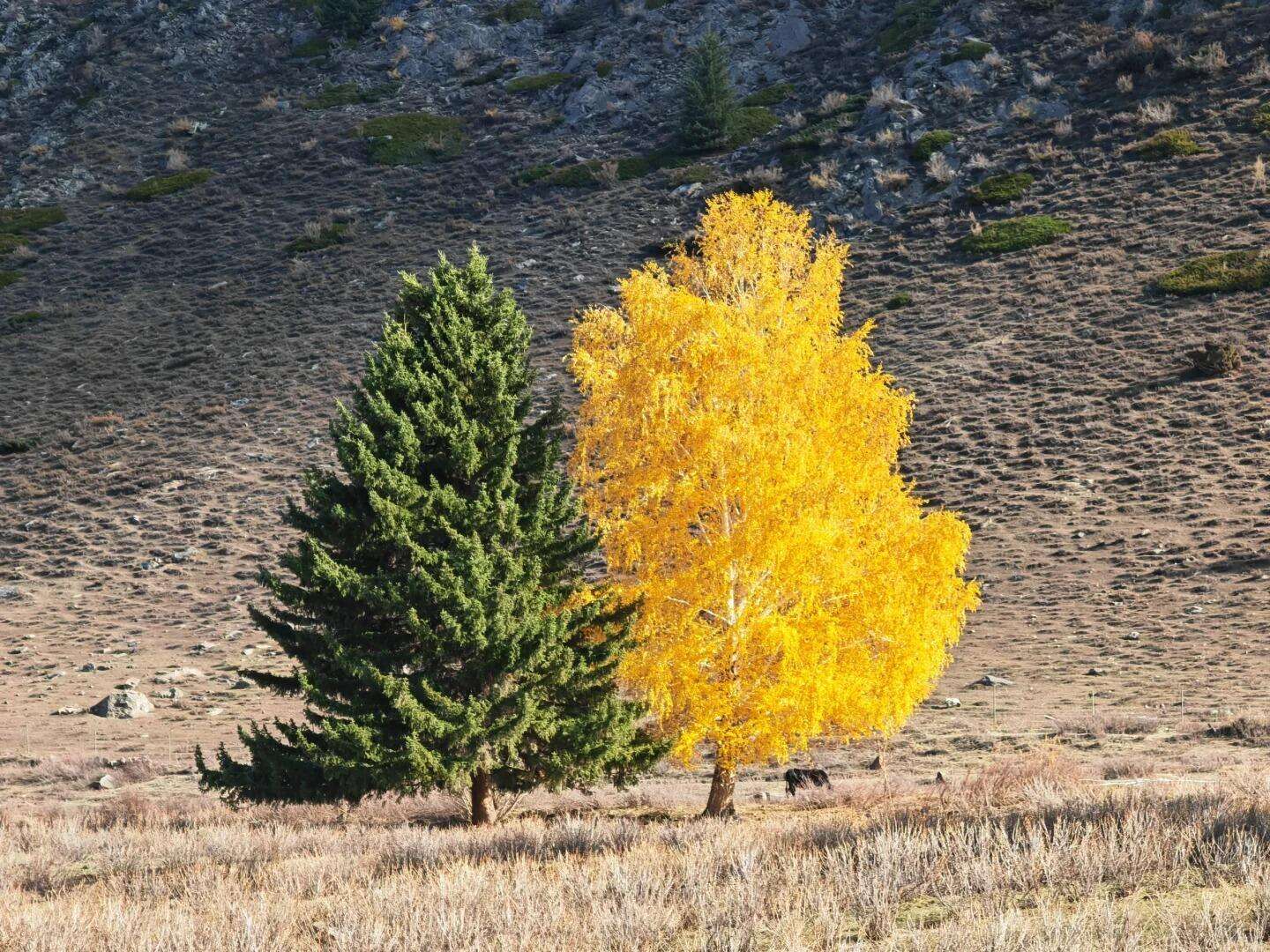 00000000ayMciDdPvwjfcqyL