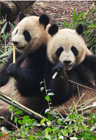 00000000kfifzfNOZuNjUhuO