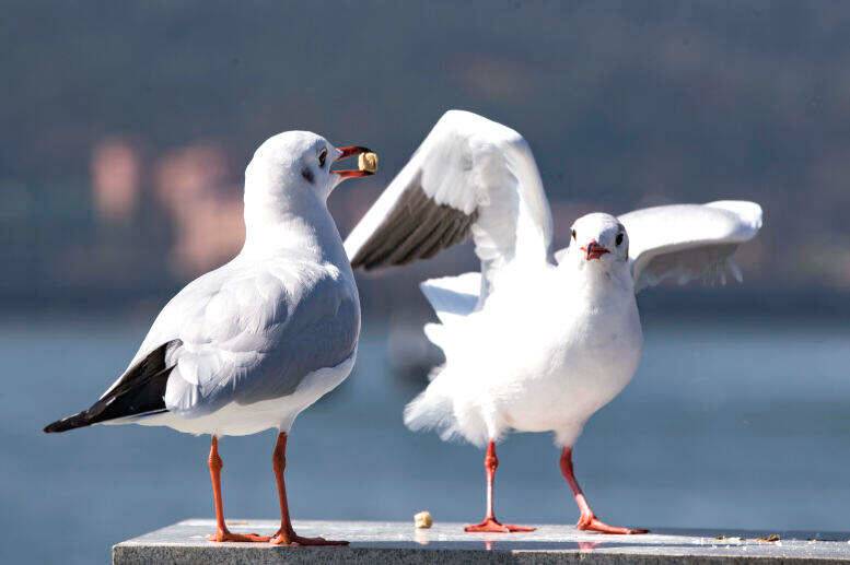 00000000mJUVLFcxRhmNzuHD