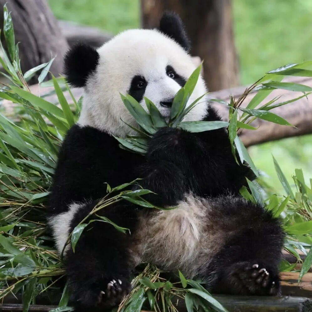 00000000rnVopbZTokyBGTVN