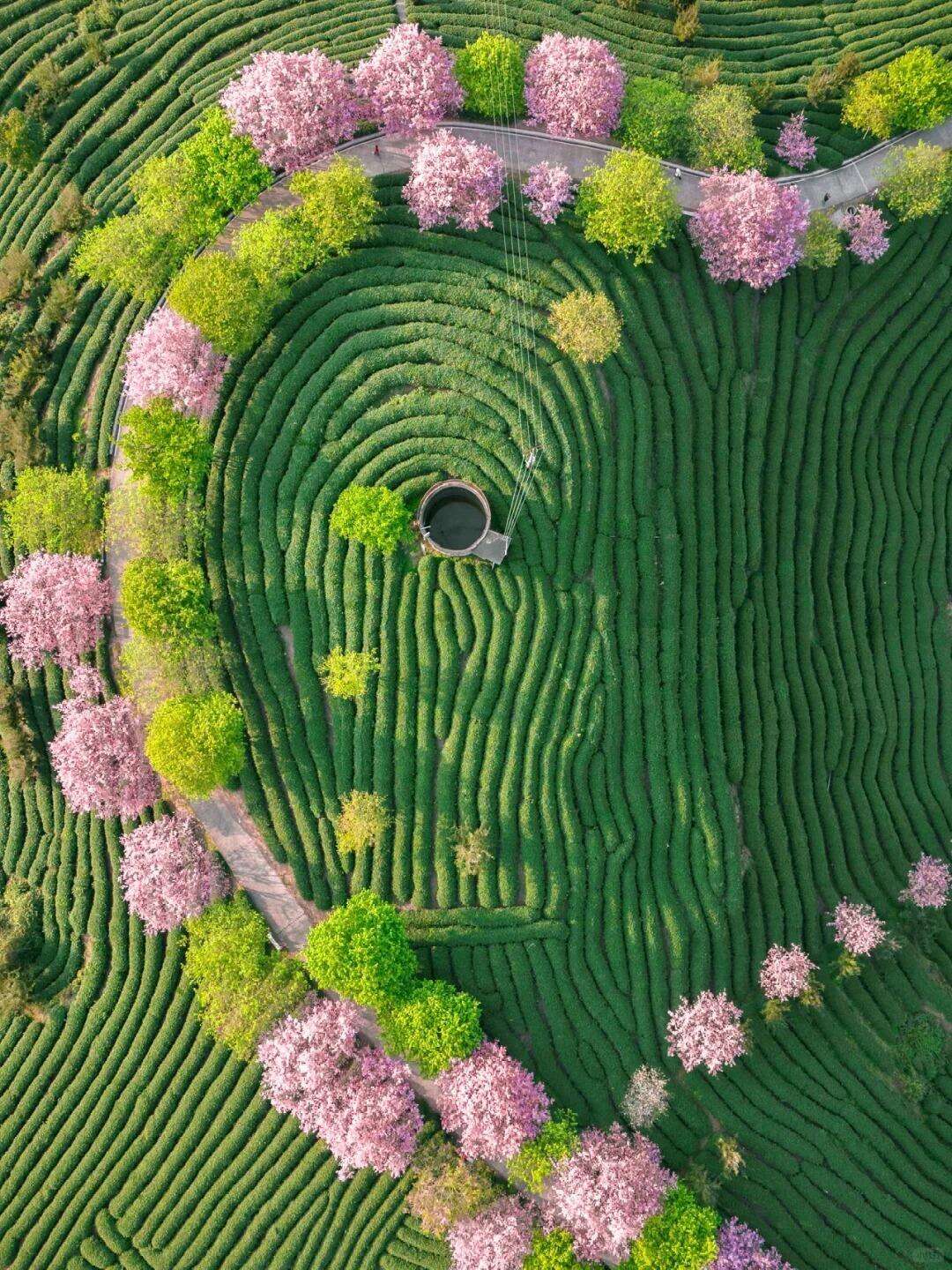 【樱福而来】纯玩无购物无必交·福州+泉州+晋江+漳州+龙岩[永福樱花·平潭蓝眼泪·南江土楼沟]一晚国际五星+三晚四钻+沙滩篝火|双动5日