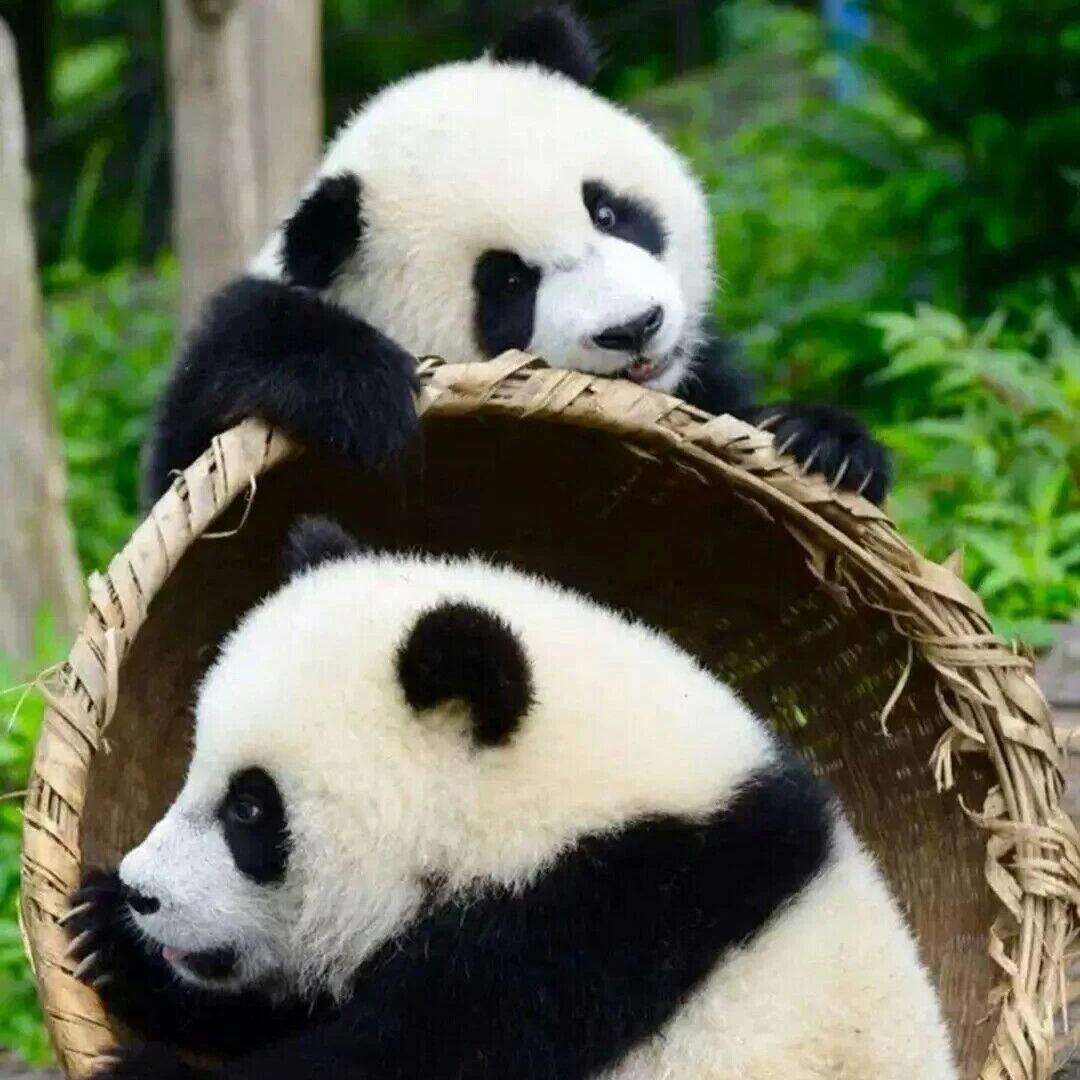 00000000wNtsYtLMKdVehIkt