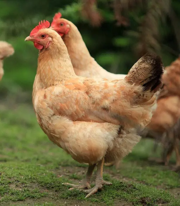 0529f652e6040acc384d9f4030922737-sz_60000