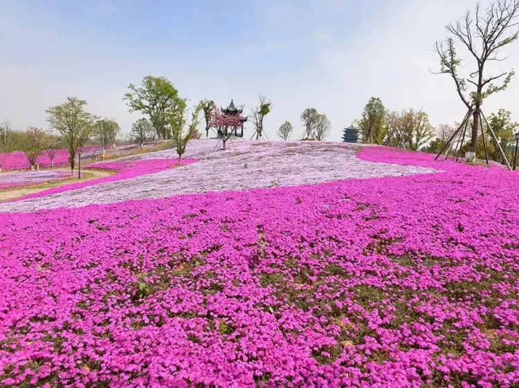 0c6c566e24ffb3f7ddee474487d46cda-sz_1527862