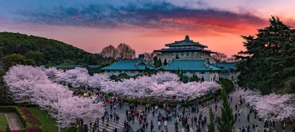 2026【 花开江城 -樱为有你】江城武汉武大赏樱花-油菜花双动4日