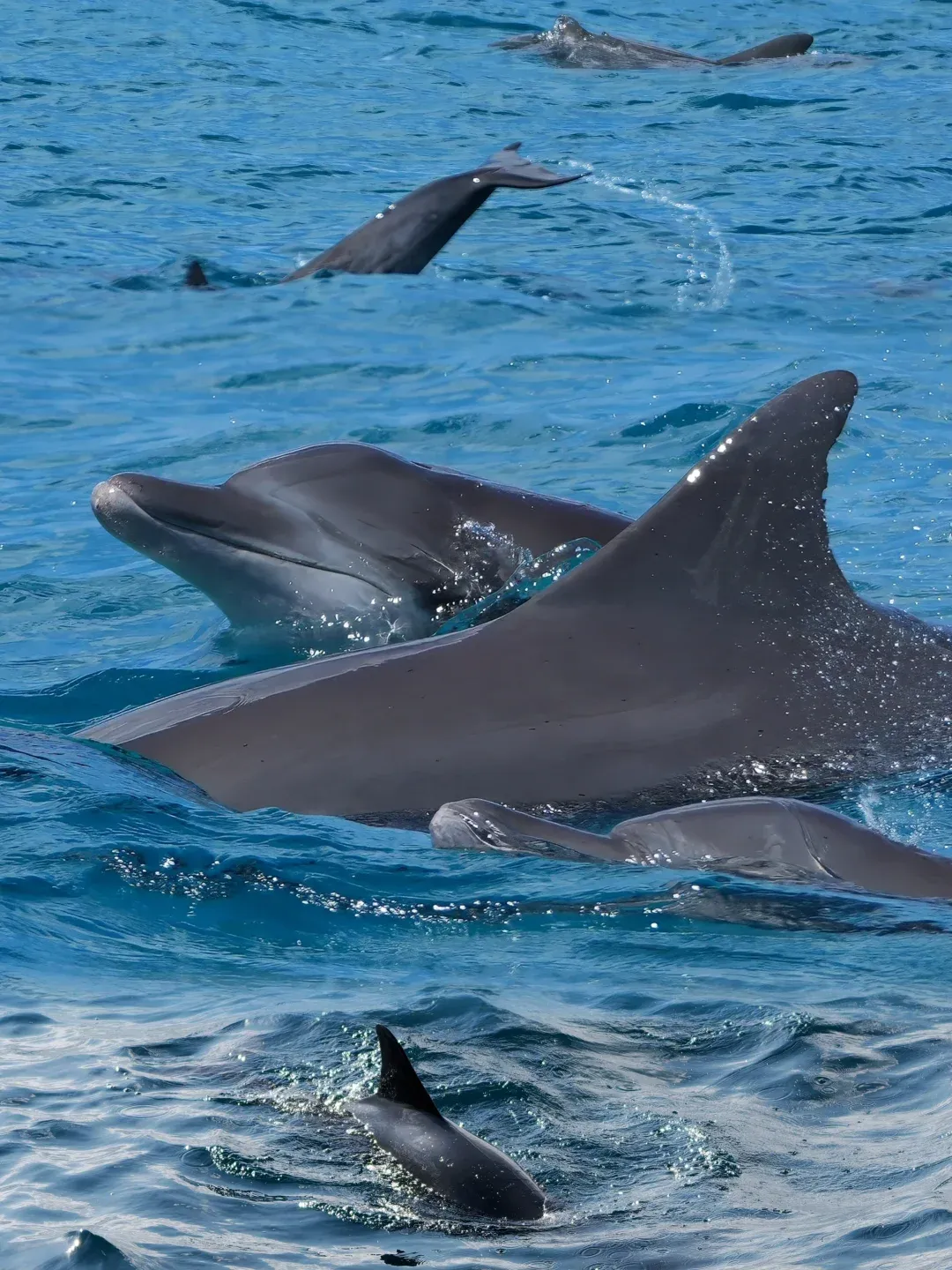 0ece131c7cfc83ae04b37e3d57fbb99e-sz_2100276