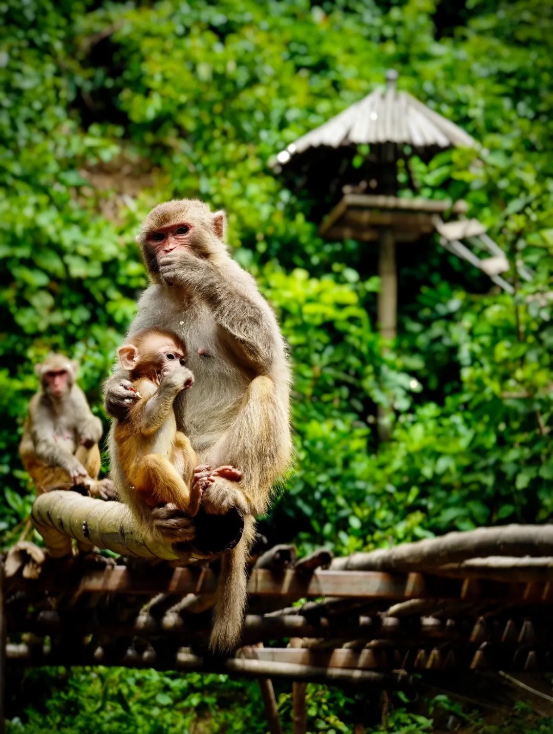 0f4d2695dfc7db8399abc88e9d7da1c7-sz_432307