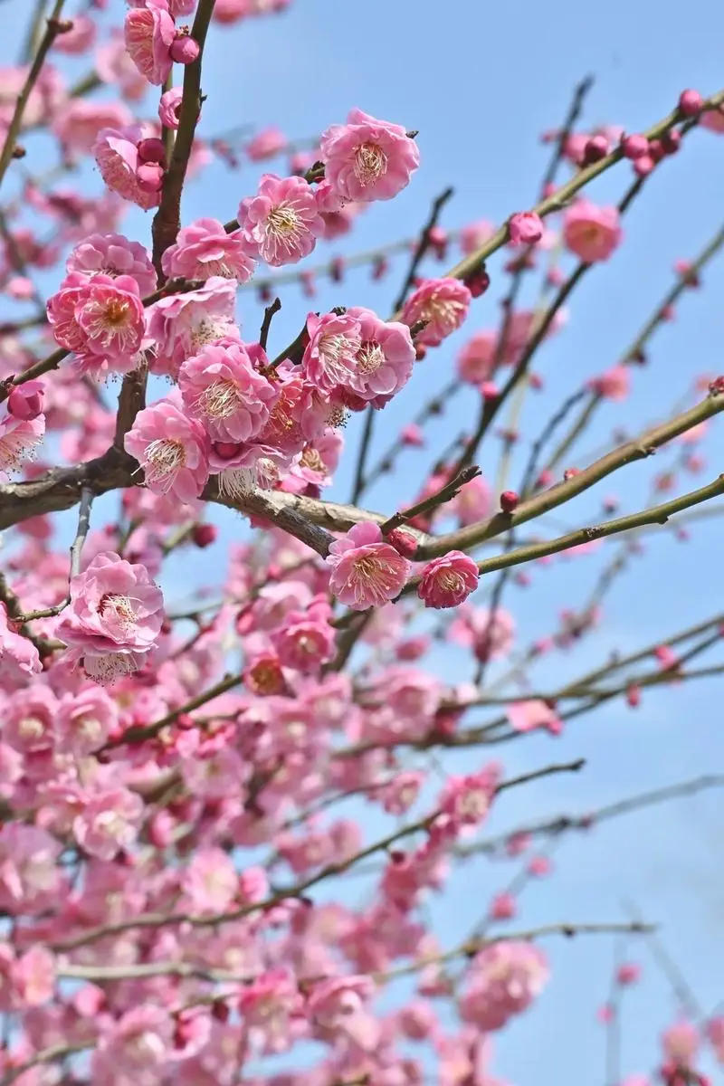 11bb5a36fa3e7bc64cc39e41161942ad-sz_126091