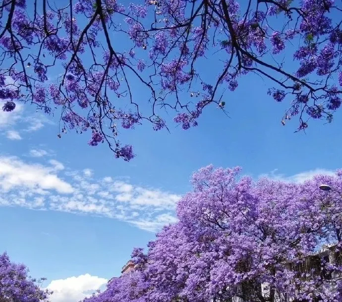 1229b19a50adf56d671c7eb21ed48939-sz_435366