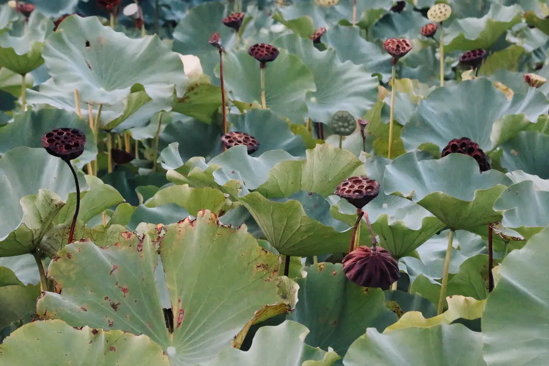 14f2788ca90d5d3e335755a9c6f93dec-sz_740925