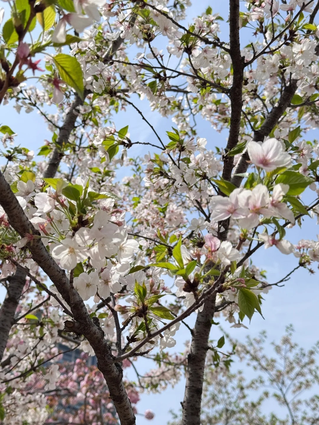 1769753536980_1ze5zpF