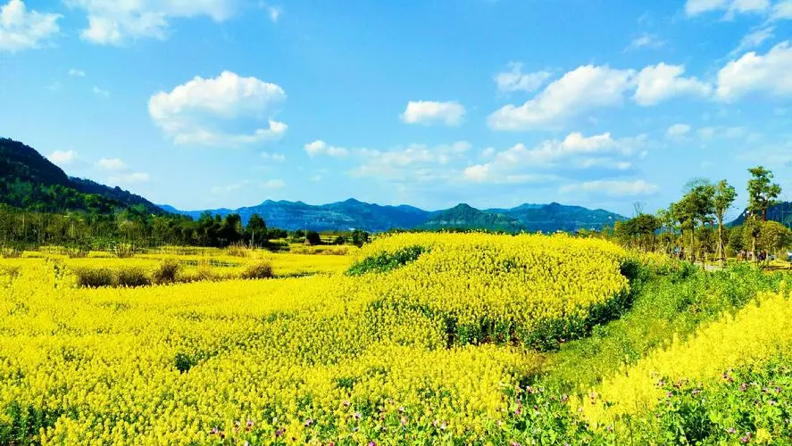 1cd6d73345eb6d637a030d6a6398c5a7-sz_113547