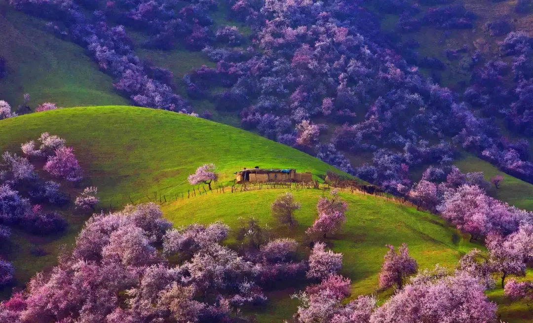 3月26号首班❤️新疆【杏福🌸伊犁】双卧12日游●2+1航空座椅●🏨升级2晚四钻酒店●赛里木湖、吐尔根杏花、那拉提、六星街、怪石峪、古道温泉、吐鲁番、 天池