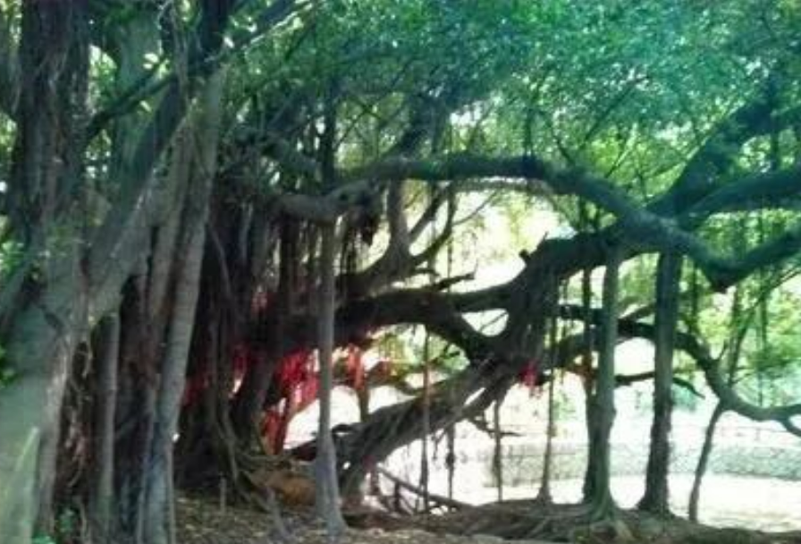 1fdaa8daae509d67287ff29b241e2e0f