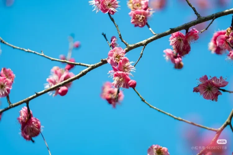 【春去桐庐！精品五日豪华游！】★秒杀价★纯玩【299春笋有约+吃喝玩乐！桐庐踏青天花板 4早8正餐 入住精品 电梯酒店