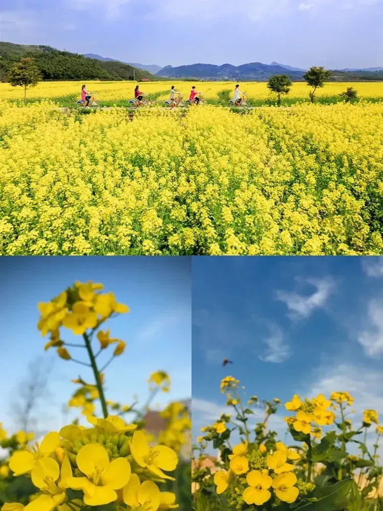 28df95a8ccc5ec5dbf23318ad3ce75c0-sz_1526237