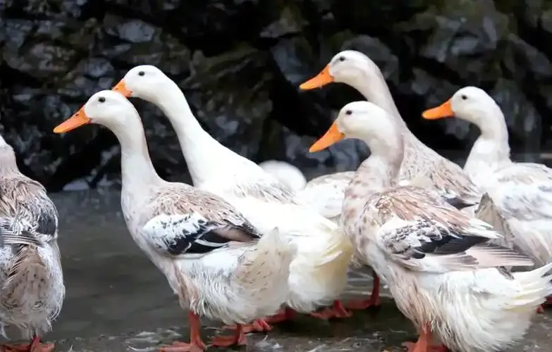 2967cfe522cd805741992aaa1f7e072a-sz_737297