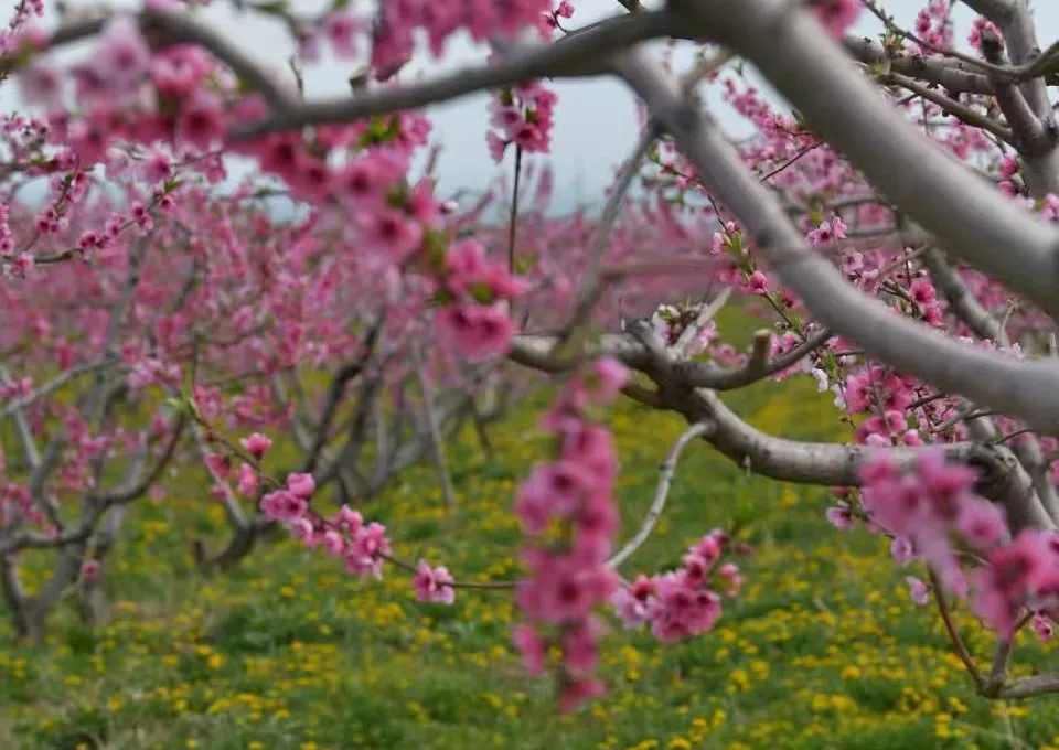 2f2fdbadcae9ca00dcd8ea2bd106c590-sz_1783290