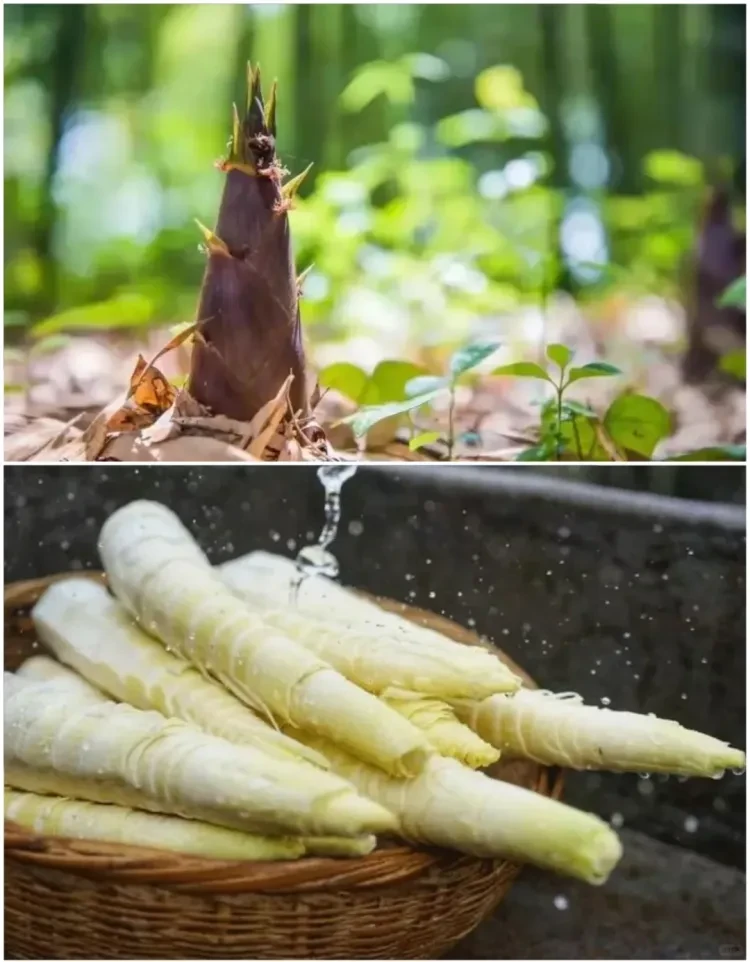 2ff9f383a8deb3ced53b14fae3f5fe40-sz_2499797