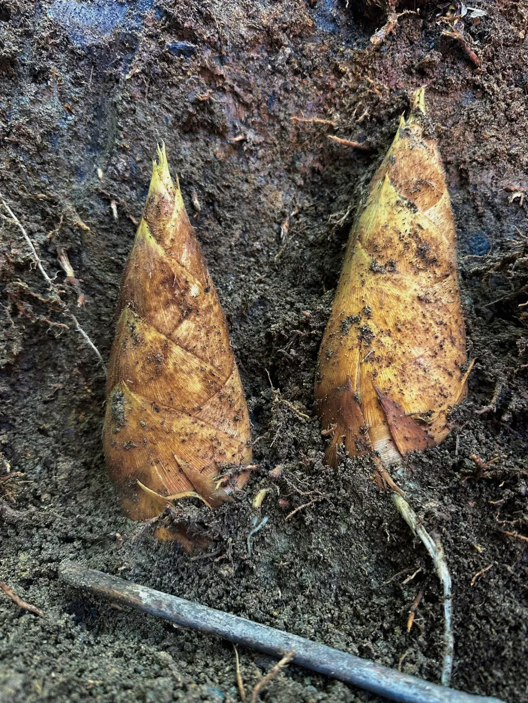 30680bc60a18d34ed91797ec9c67fbfe-sz_4411057