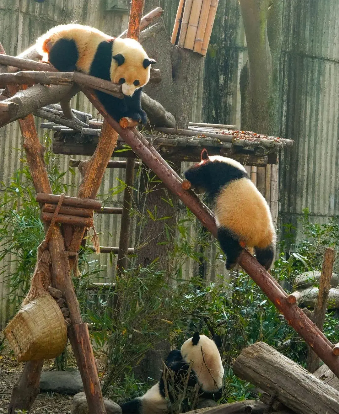 330ac3025e270d87f613f98d0f6ab9de-sz_322596 330ac3025e270d87f613f98d0f6ab9de-sz_322596