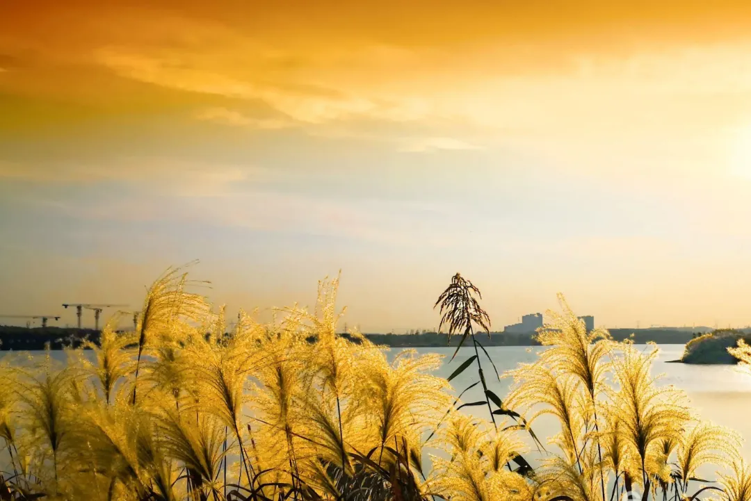 358d15adaede92b31193acdfdbbf664f-sz_1115314