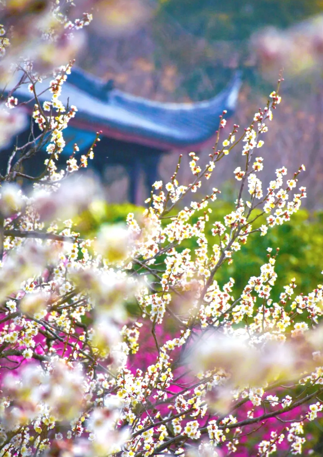 389b9ec072511b44c91f0105ec560df2-sz_1198966