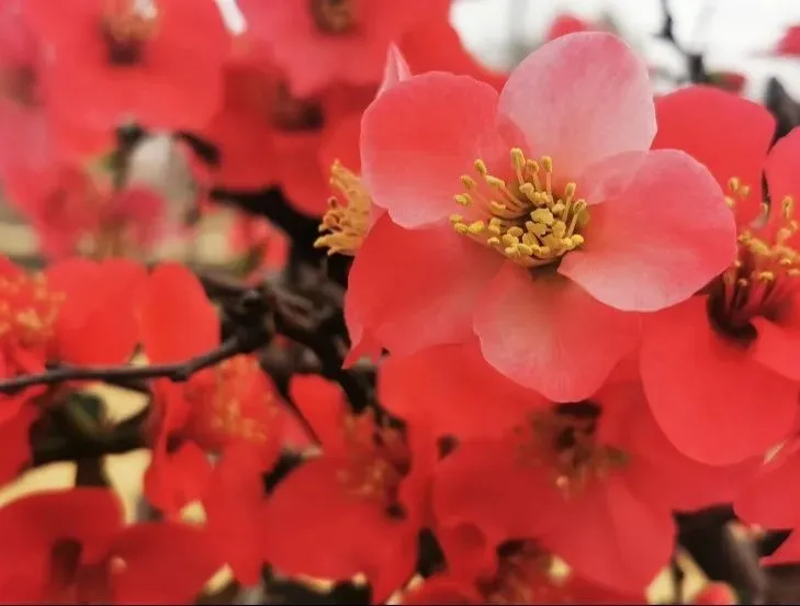 39213b993f9b4df2bbde7bad58a2b4b3-sz_787564