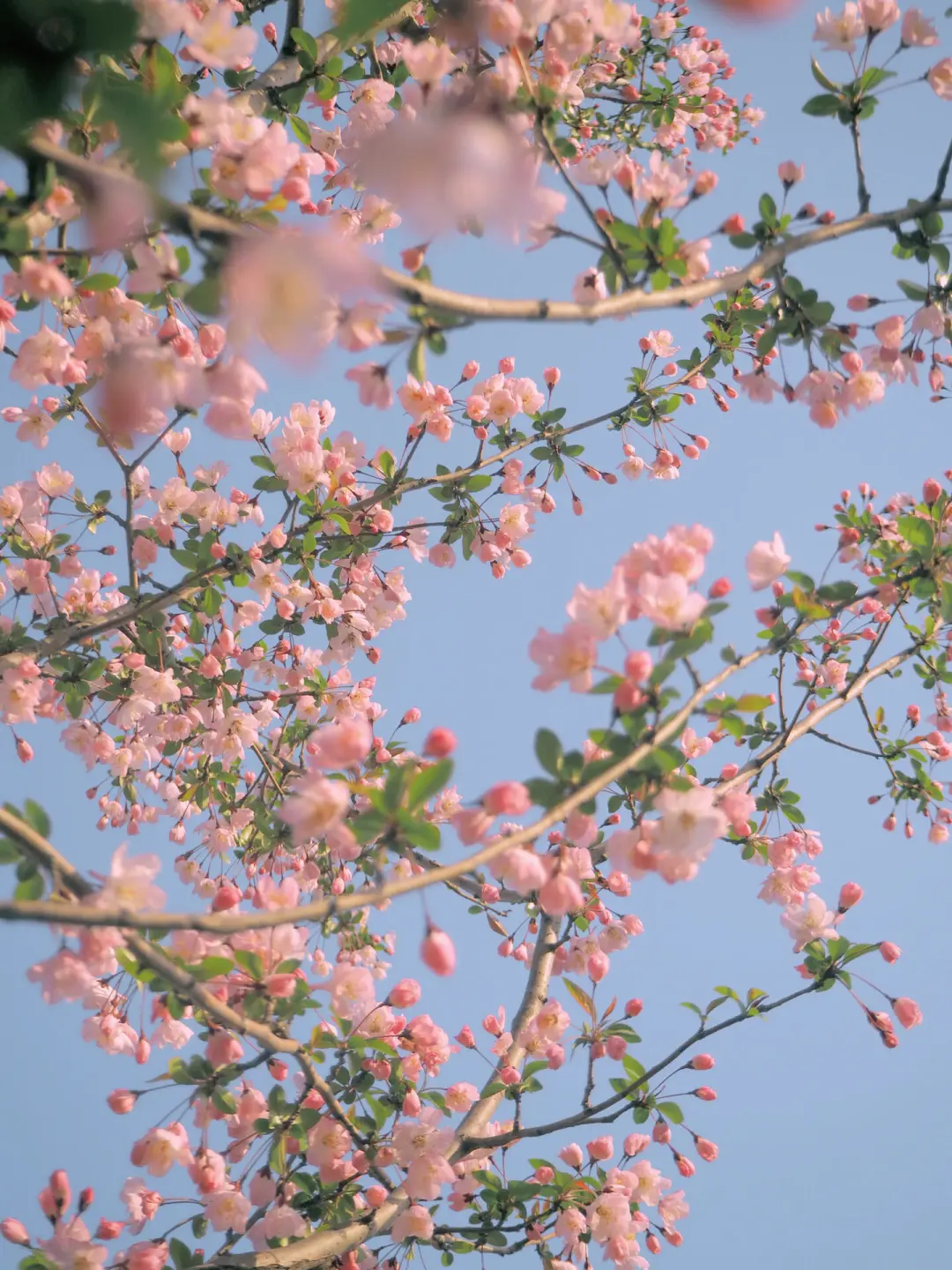 3b854748dc96b0dffd1537ee0402b9cc-sz_445316