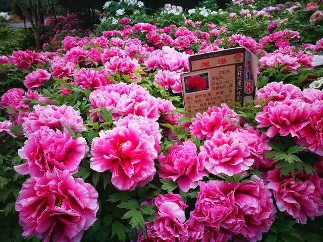 3c334704c524d0eb985cd3e26dcaadc7-sz_97662