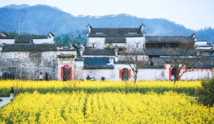 【纯玩：醉美踏春赏花❤自助天花板品质四日398元】住五星水城精品酒店，4顿100多种自助大餐，游婺源江岭梯田油菜花，画里乡村•宏村，皖南川藏线•储家滩