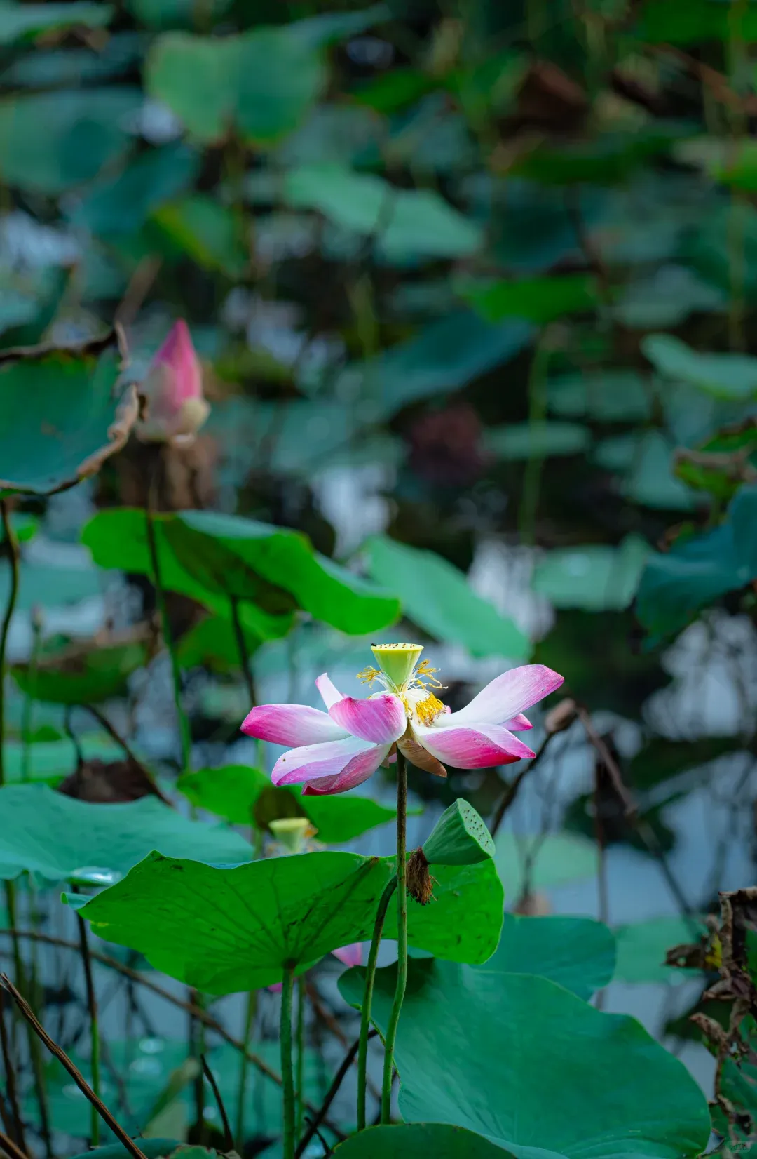 450db68a7d2289f52ca330eaeade81f0-sz_1608483