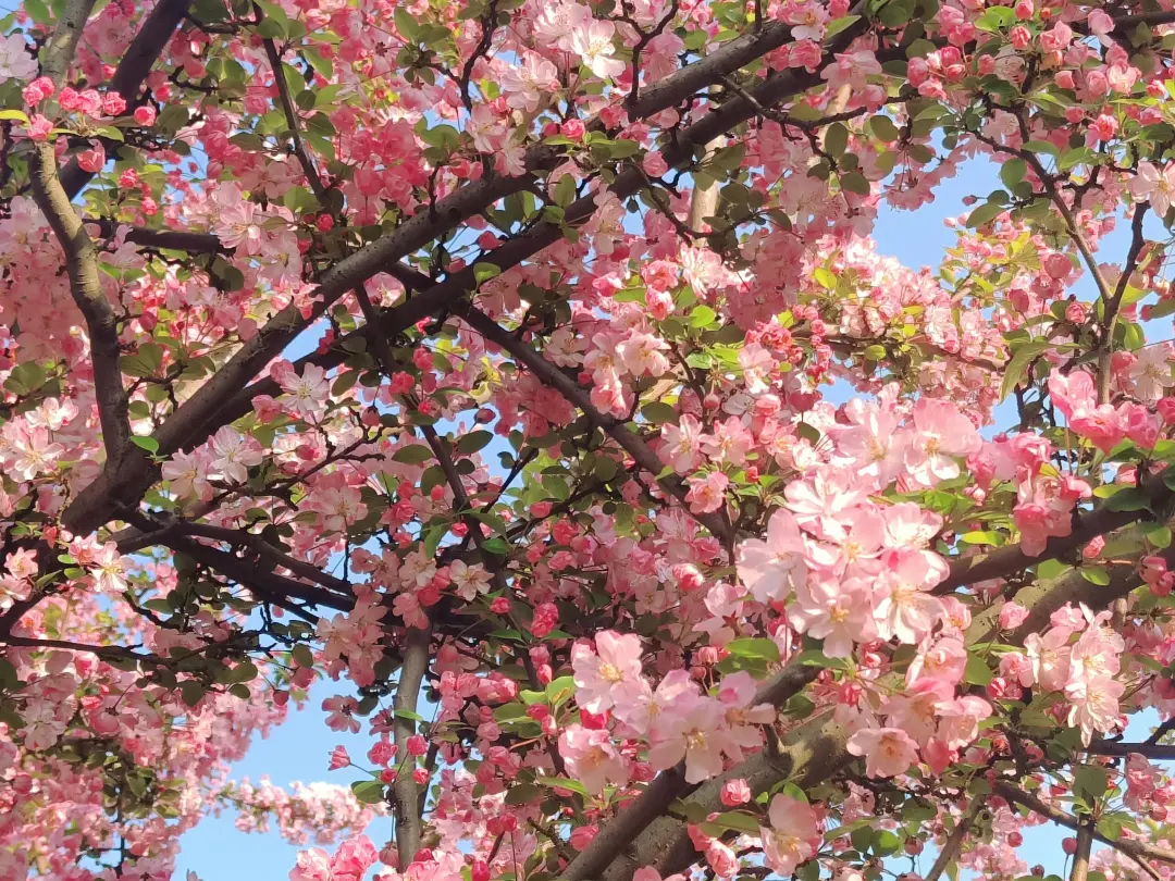 474c6c4a84379a4472c24f20d2573c52-sz_935389