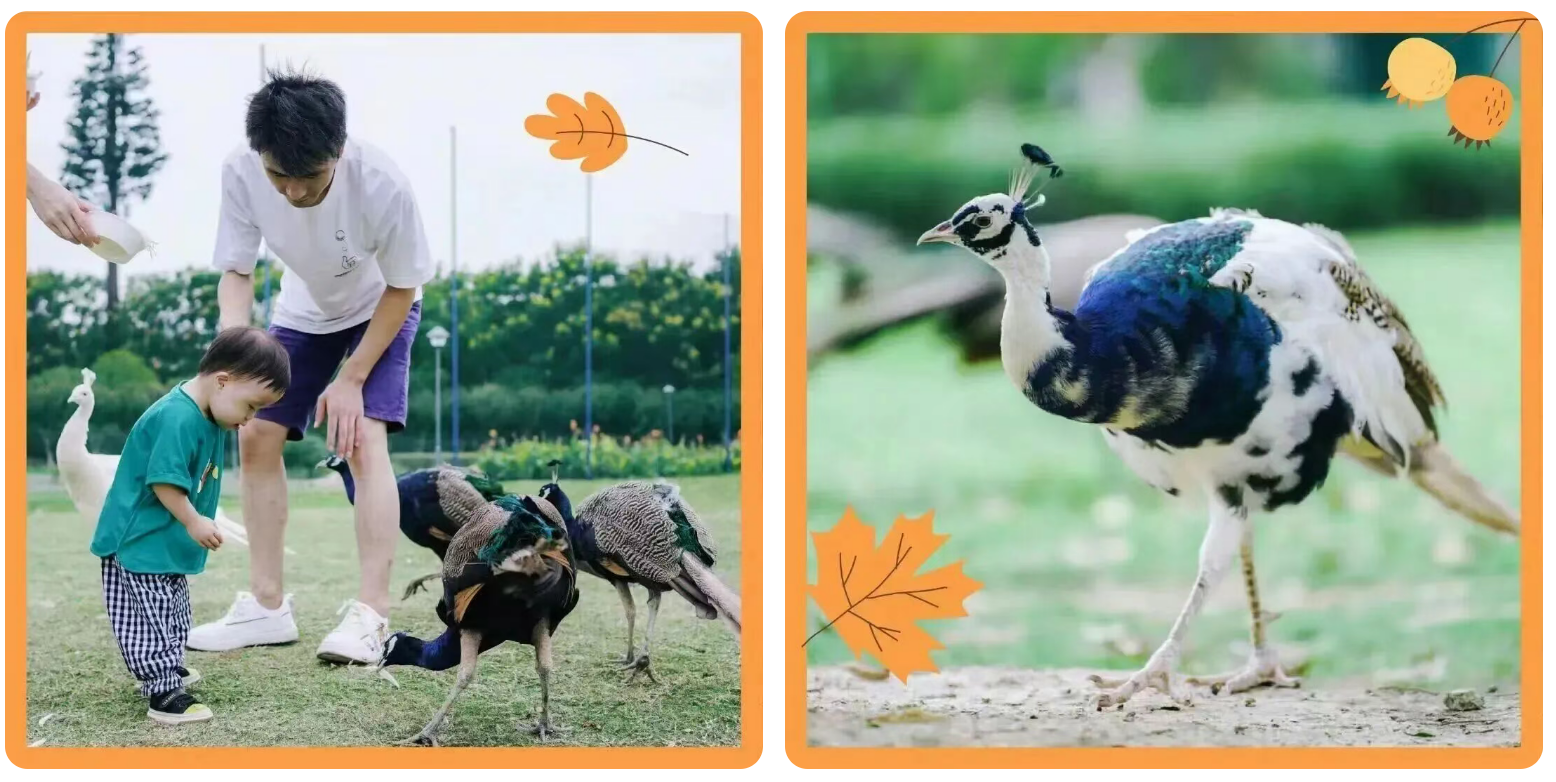 48a65c2d6839df017a5be066f58c0b7a