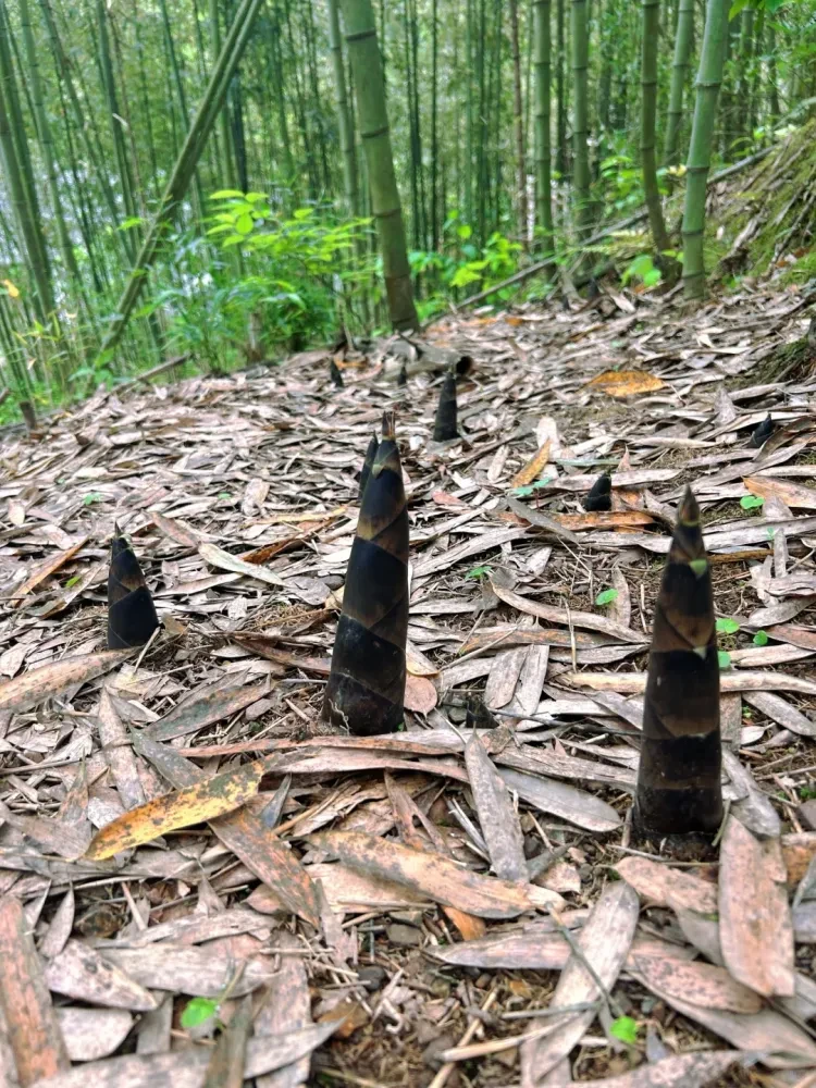 4fce6a7aa18d20a83f4f76135fb4ab57-sz_4400269