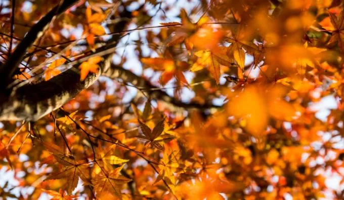 50bf140c54c3449fdd8cee4b271114d9-sz_62236