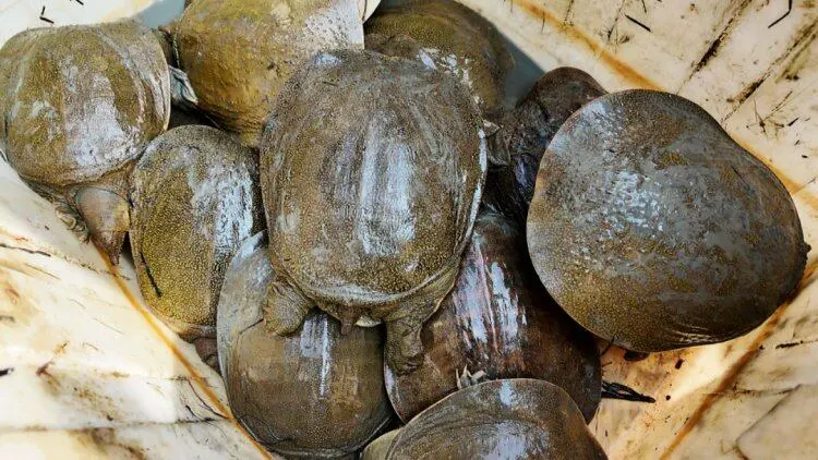 51c800ecb9095a552b01960821dd2e73-sz_87791 51c800ecb9095a552b01960821dd2e73-sz_87791