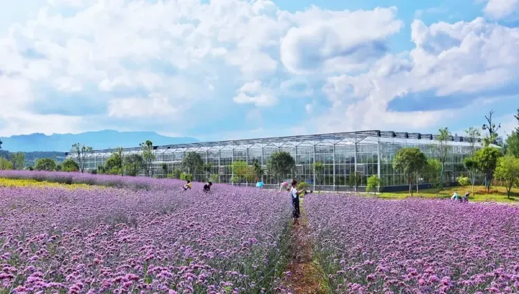 56caf11e96368be2bf04c2634e645c10-sz_652587