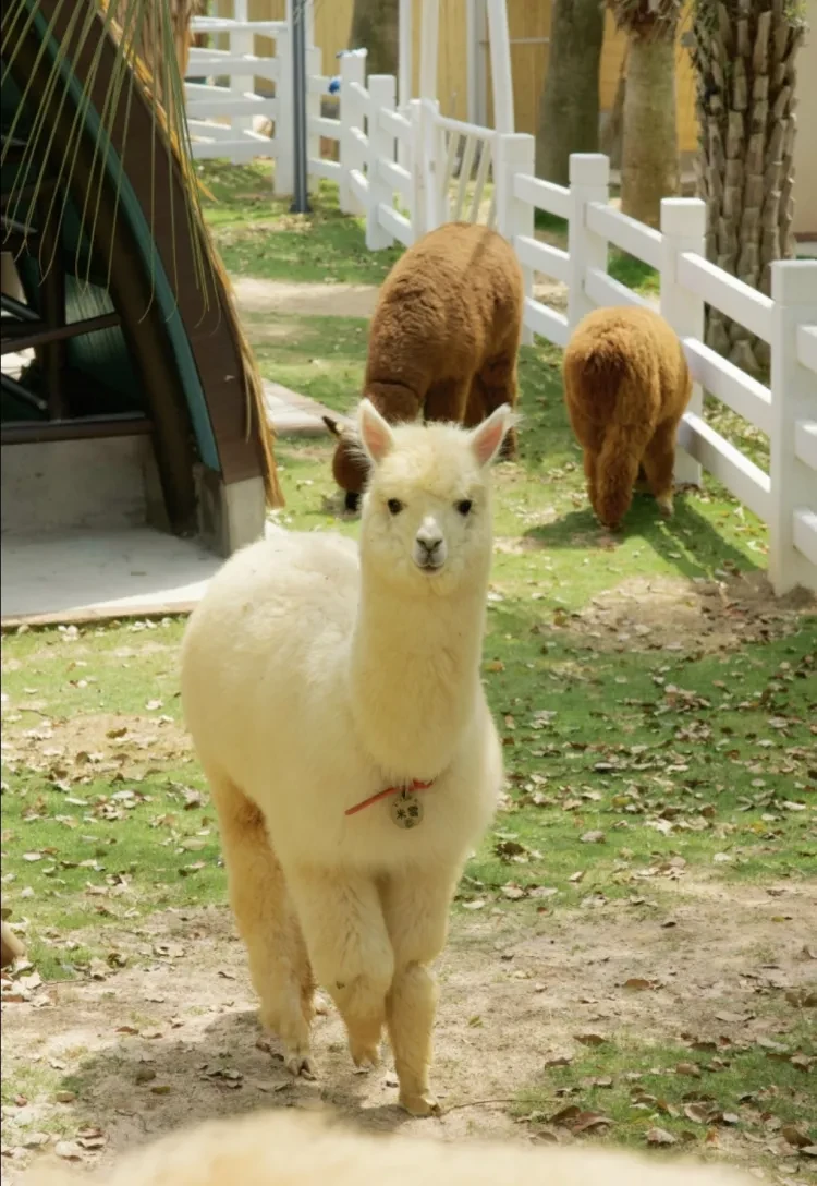 5960b88fe9baf80fc6b7e413c503aab1-sz_518915 5960b88fe9baf80fc6b7e413c503aab1-sz_518915