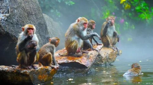 5bb014d8624cc3553a7d9bfa69b76a6a-sz_43134