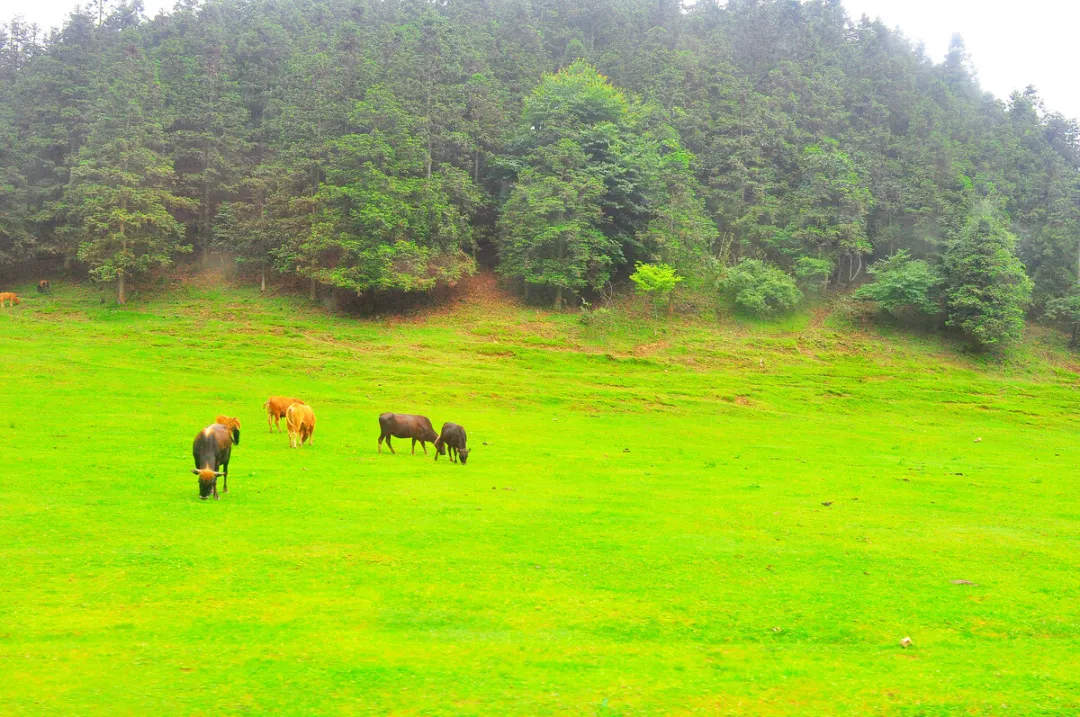 6331631f599a416b7e2fb811f6c1742a-sz_523851-1