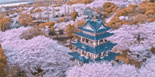 太顶配！399元住洲际华府“送鼋头渚+窑湖小镇大门票”“赏世界樱花胜地”游“中式浪漫”春日草莓现摘畅吃！送双自助早+4正