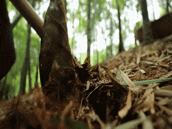 纯玩无购物  全程跟车跟导  去挖笋啦   每人再赠送5斤春笋【399元窑湖小镇 三日游】 含窑湖小镇门票   打卡蜀山古南街   陶二厂