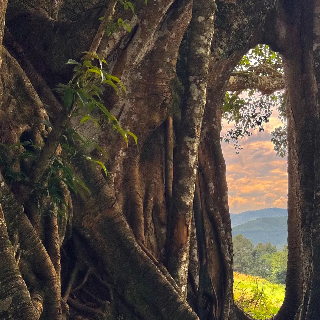 677289be79194cab1cf0294b691ea8a8-sz_2762562