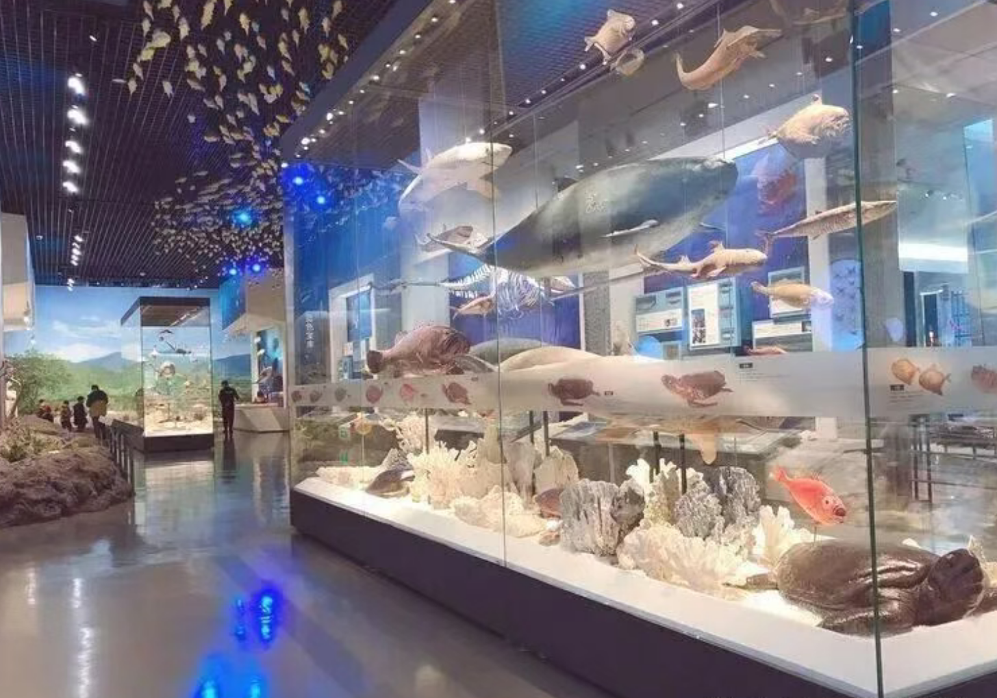 677683bedba2273565eef5bd99a3b1a4