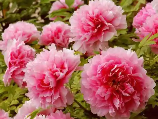 6b279aae44e528d43c80fb2b1731dd51-sz_26524